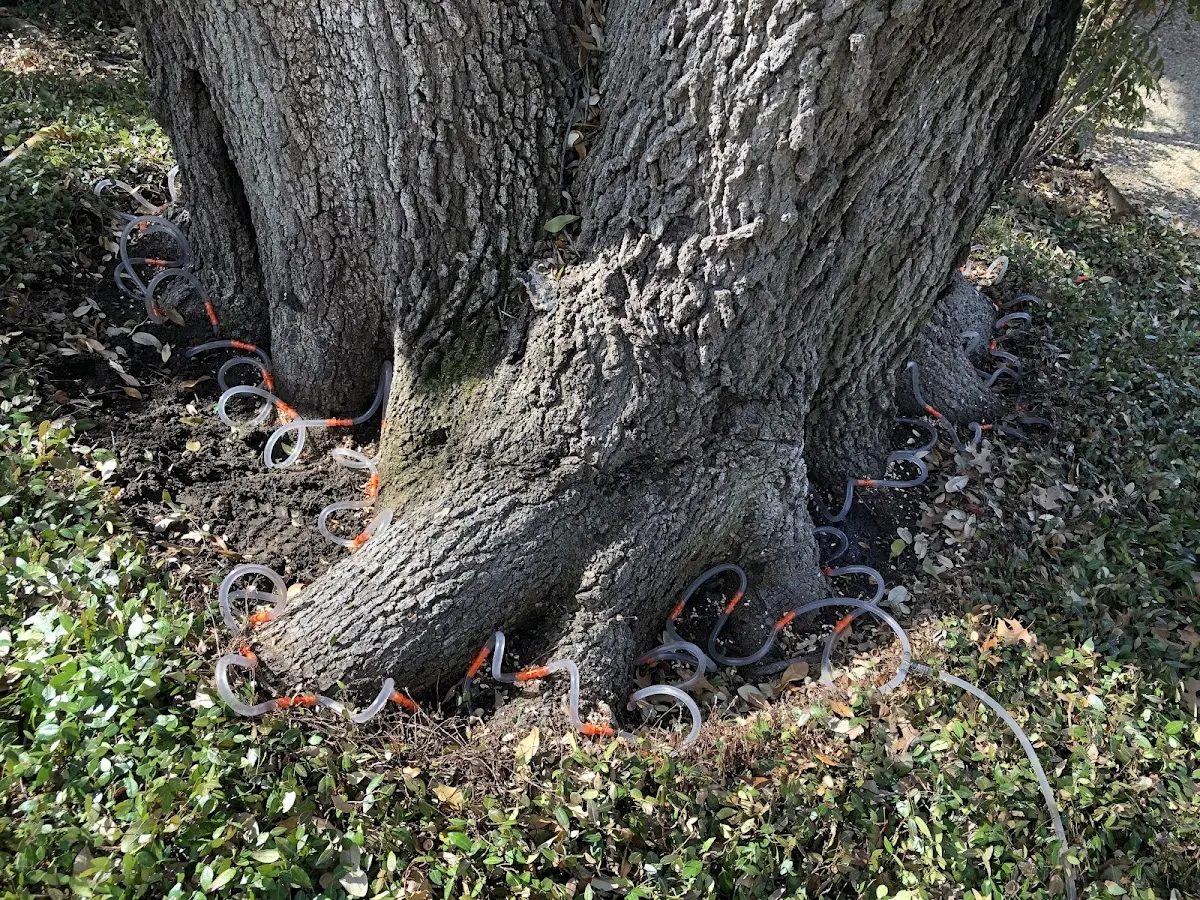 Detailed Tree Cabling and Bracing job site in Angora