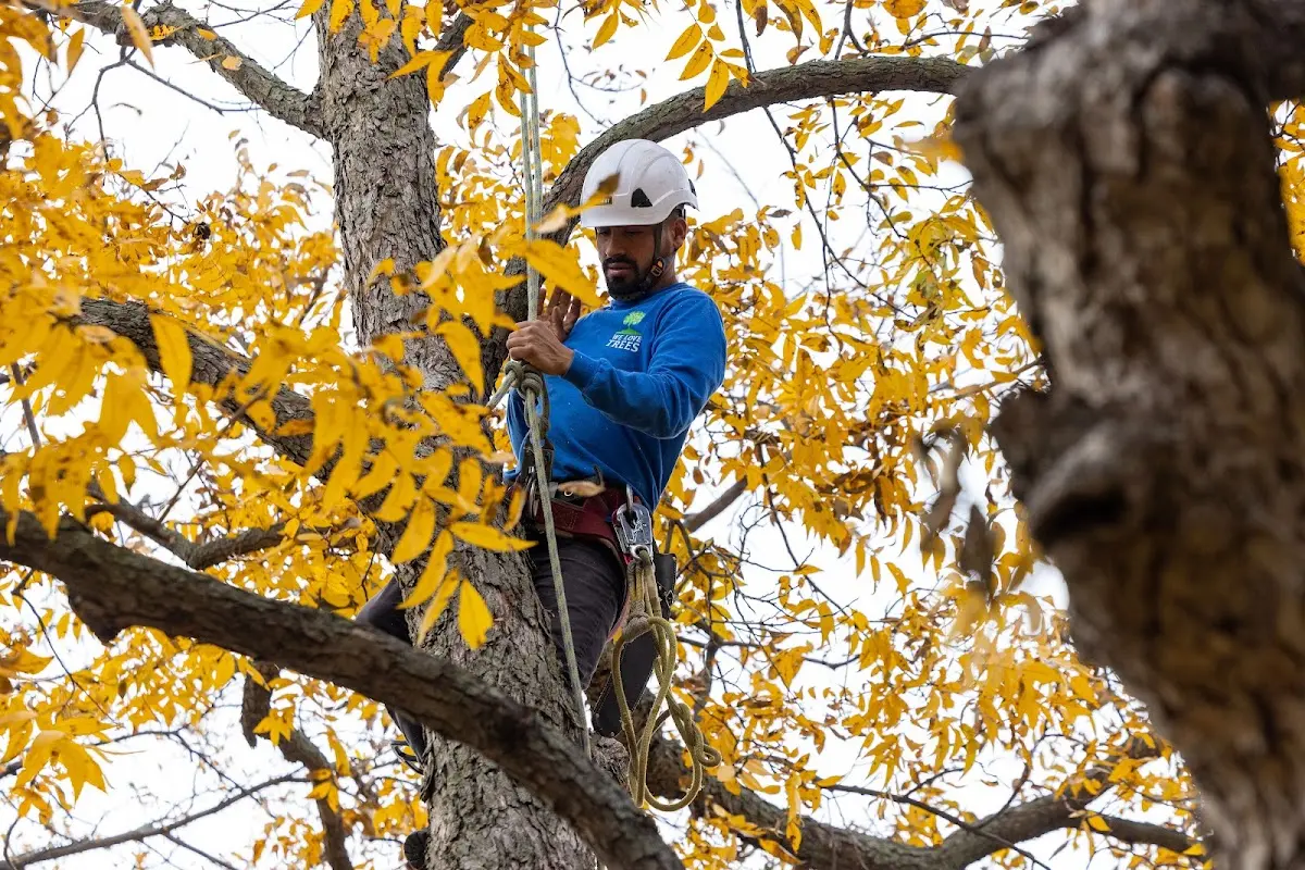 Skilled Emergency Tree Service crew working in Angora