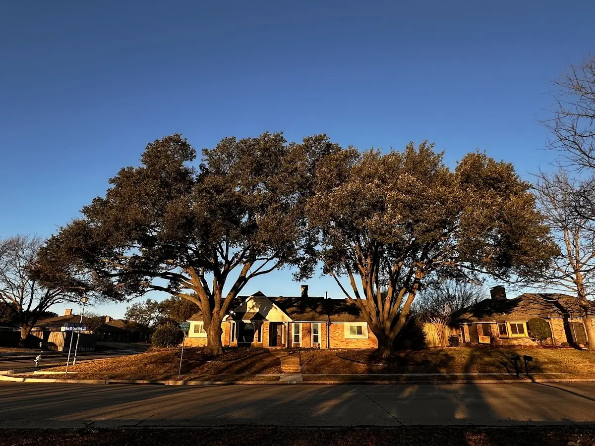 Established residential canopy tree shading a home in Angora